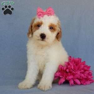 Emmy, Mini Goldendoodle Puppy